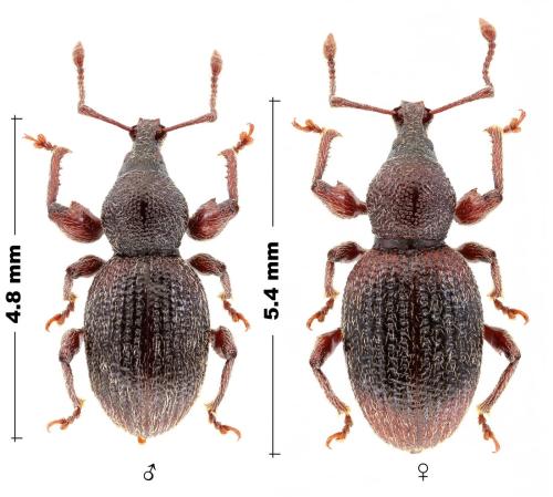 Otiorhynchus atticus